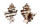 MURICIDAE HEXAPLEX TRUNCULUS ARMIGERUS shell