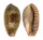 CYPRAEIDAE ERRONEA CAURICA CAURICA shell