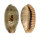CYPRAEIDAE ERRONEA CAURICA CAURICA shell
