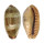 CYPRAEIDAE ERRONEA CAURICA CAURICA shell
