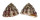 TROCHIDAE TROCHUS VENETUS shell