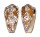 CONIDAE CONUS PENNACEUS ROSIAE shell