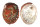 HALIOTIDAE HALIOTIS ASSIMILIS shell