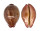 CYPRAEIDAE LEPOCYPRAEA MAPPA PANERYTHRA shell