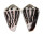 CONIDAE CONUS EBRAEUS shell