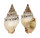 TURRIDAE CLAVATULA IMPERIALIS shell