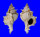 MURICIDAE SIRATUS SPINGERI shell