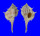 MURICIDAE VOKESIMUREX SALLASI shell