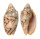 VOLUTIDAE CYMBIOLA VESPERTILIO shell