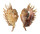 STROMBIDAE LAMBIS MILLEPEDA shell