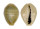 CYPRAEIDAE MONETARIA ANNULUS shell