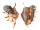 STROMBIDAE LAMBIS LAMBIS shell