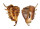 STROMBIDAE LAMBIS LAMBIS shell