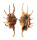 STROMBIDAE LAMBIS SCORPIO shell