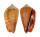 STROMBIDAE STROMBUS LUHUANUS shell