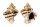 MURICIDAE HEXAPLEX TRUNCULUS ARMIGERUS shell