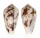 CONIDAE CONUS FISCHOEDERI shell