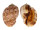 HARPIDAE HARPA MAJOR cf. CONOIDALIS shell