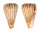 CONIDAE CONUS SURATENSIS shell