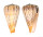 CONIDAE CONUS SURATENSIS shell