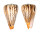 CONIDAE CONUS SURATENSIS shell