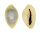 CYPRAEIDAE MONETARIA ANNULUS ROSTRATE shell