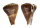 CONIDAE CONUS LOROISII INSIGNIS shell