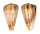 CONIDAE CONUS SURATENSIS shell