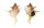 MURICIDAE POIRIERIA ZELANDICUS shell