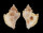 MURICIDAE TYPHIS EXPANSUS shell