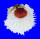 SPONDYLIDAE SPONDYLUS VARIANS shell