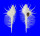 MURICIDAE MUREX PECTEN shell
