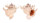 CORALLIOPHILIDAE BABELOMUREX DEBURGHIAE shell