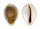 CYPRAEIDAE EROSARIA MILIARIS BONFANTINII shell