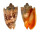 VOLUTIDAE CYMBIOLA IMPERIALIS shell