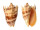 VOLUTIDAE CYMBIOLA IMPERIALIS shell