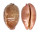 CYPRAEIDAE LEPOCYPRAEA MAPPA PANERYTHRA shell