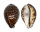 CYPRAEIDAE CYPRAEA TIGRIS shell