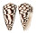 CONIDAE CONUS MARMOREUS shell