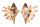 STROMBIDAE LAMBIS LAMBIS shell