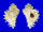 MURICIDAE HOMALOCANTHA SECUNDA shell