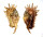 STROMBIDAE LAMBIS MILLEPEDA shell
