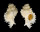 MURICIDAE CHICOREUS PROTOGLOBOSUS shell