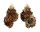 BURSIDAE TUTUFA RUBETA shell