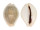 CYPRAEIDAE EROSARIA MILIARIS BONFANTINII shell