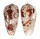 CONIDAE CONUS OMARIA shell