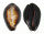 CYPRAEIDAE ERRONEA ONYX shell