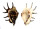 STROMBIDAE LAMBIS LAMBIS shell