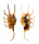 STROMBIDAE LAMBIS SCORPIO shell