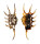 STROMBIDAE LAMBIS SCORPIO shell